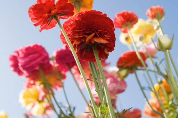 Image of Spring Flowers in bloom.