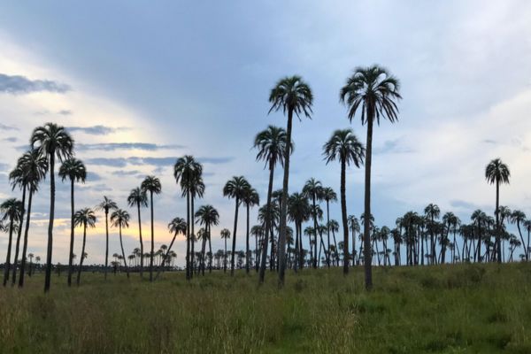 Palm trees silhouetted against the dusk sky in Palmar National Park, Entre Ríos, Argentina.