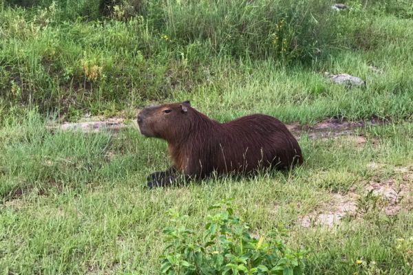 A capybara resting on the grass in El Palmar National Park, Entre Ríos, Argentina.