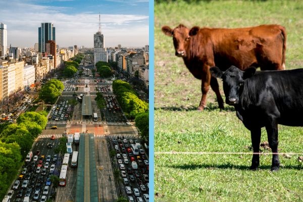 Split image of a busy street in Buenos Aires City and cows grazing in the Buenos Aires countryside.